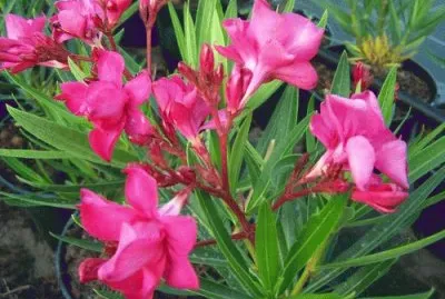 laurier rose jigsaw puzzle