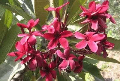 frangipanier jigsaw puzzle