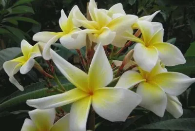 frangipanier jigsaw puzzle