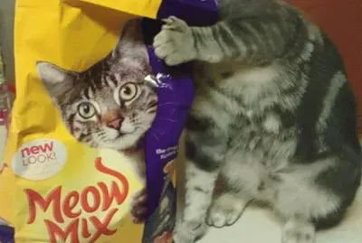 פאזל של cat