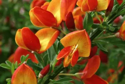 פאזל של fleurs: genet