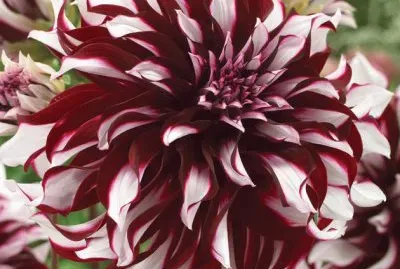 fleurs: dalhia jigsaw puzzle