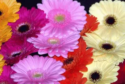fleurs: gerberas jigsaw puzzle