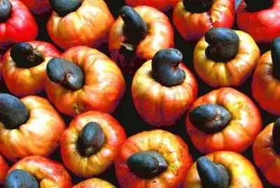 Cashew fruit