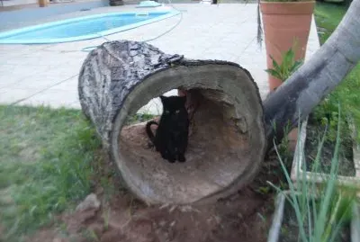 Orfeu e seu abrigo no tronco