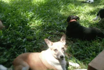 Agatha e Beiby no gramado