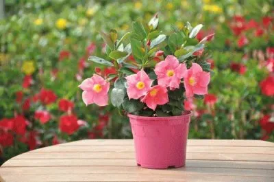dipladenia jigsaw puzzle
