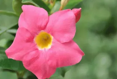 dipladenia jigsaw puzzle