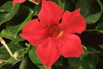 dipladenia jigsaw puzzle