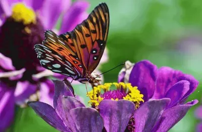 Butterfly on Vibrant Purple Flower jigsaw puzzle