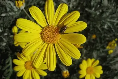 arnica jigsaw puzzle