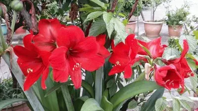 lÃ­rios jigsaw puzzle