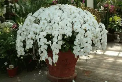 orquidea