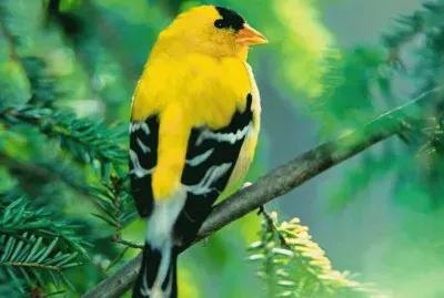 passarinho jigsaw puzzle