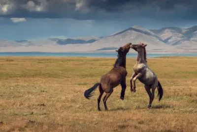 DANZA DE CABALLOS