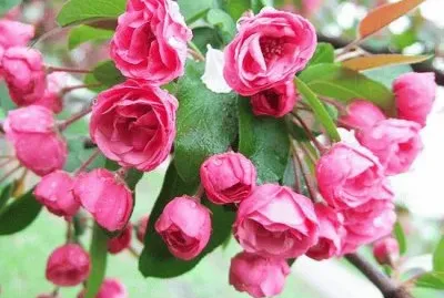 Flowers For Your Garden