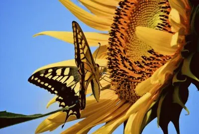 Sunflower  Butterfly