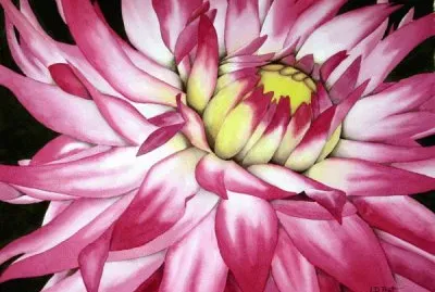 Dahlia