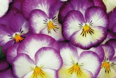 pensÃ©es jigsaw puzzle