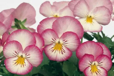 pensÃ©es jigsaw puzzle