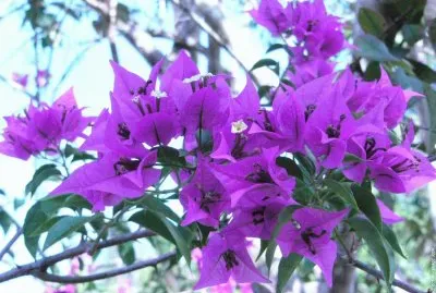 fleurs: bougainvillier