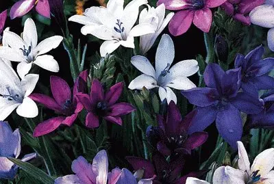 fleurs: babianas jigsaw puzzle