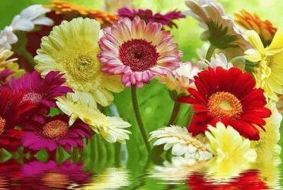 fleurs: gerberas
