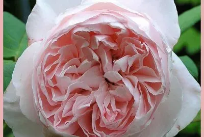 St. Cecilia English Rose