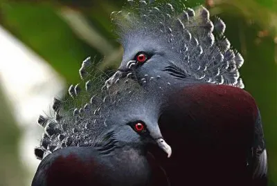 animaux