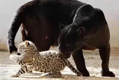 animaux:
