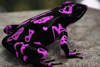 animaux: grenouille