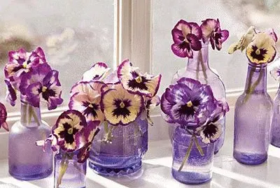 Violet Purple