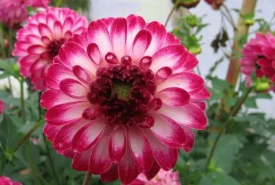 Dahlia Tip Top