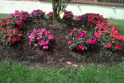 FLORES  COLOMBIANAS