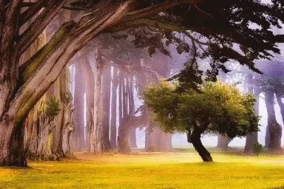 פאזל של BOSQUE 1