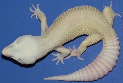 - animais albino...