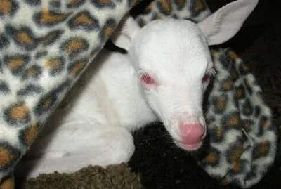 - animais albino....