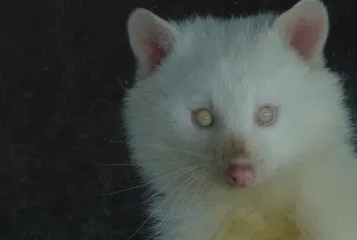 - animais albino!
