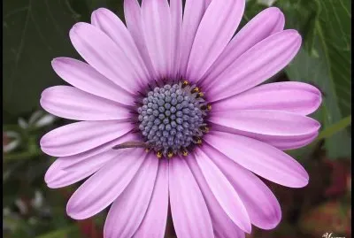 fleur