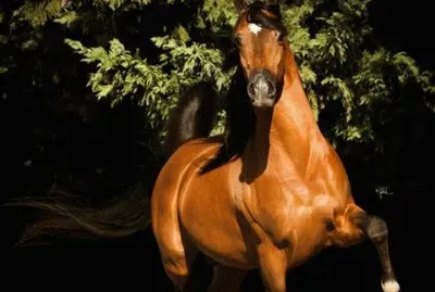 - cavalo..
