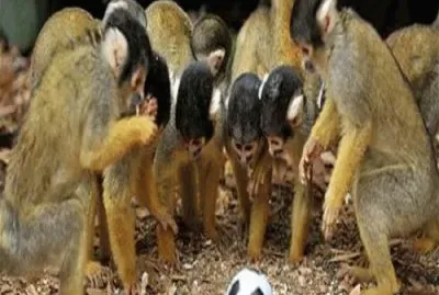 - quem comeÃ§a!