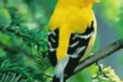 yellow bird