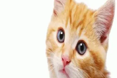 - gato!.