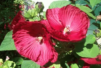 fleurs ?