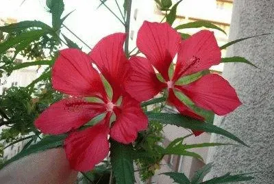 hibiscus jigsaw puzzle