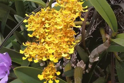 beatifuls flowers and plants