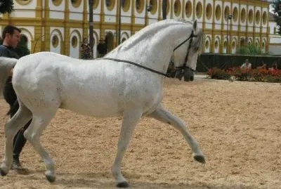 caballo escuela