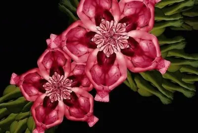 fractal humain