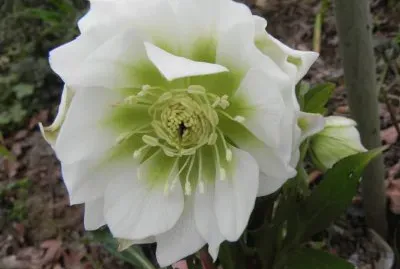 fleur