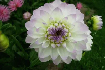 dahlia jigsaw puzzle